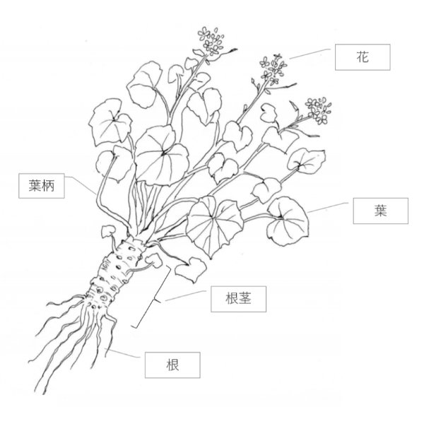 わさびの各部位の呼び方