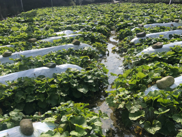 長野県のわさび田