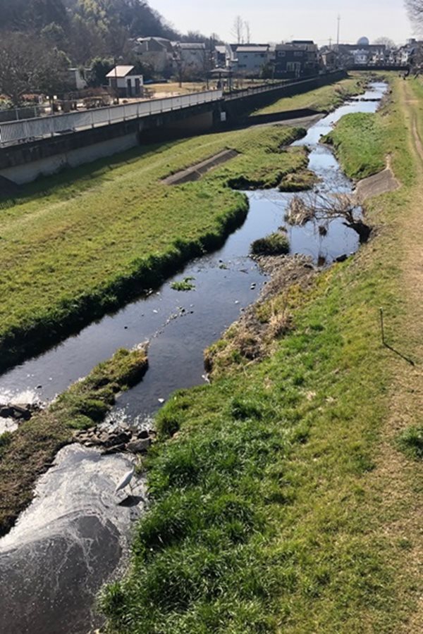 わさびコラム | 三鷹大沢わさびとは