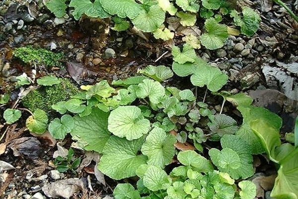 わさびコラム | 三鷹　大沢わさび