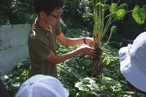 わさびコラム | ワサビ沢見学