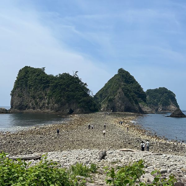 わさびコラム | 西伊豆自然体験学習ツアー　2025